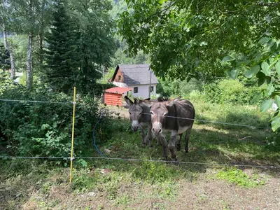 Animaux dans le chalet ou à proximité