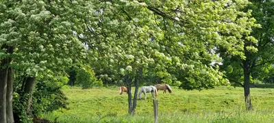 Animaux dans le B&B/chambre d'hôtes ou à proximité