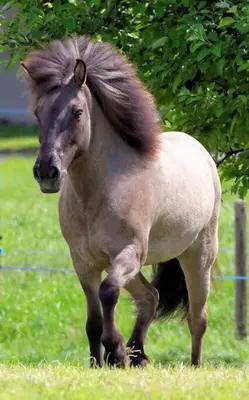 Animaux dans le chalet ou à proximité
