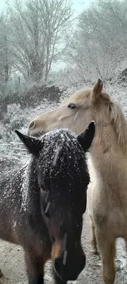 Animaux dans le chalet ou à proximité