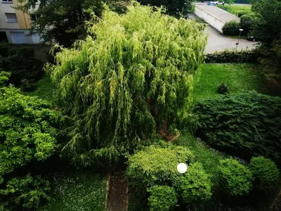 Jardin de l'établissement P' TI ECRIN DE VERDURE