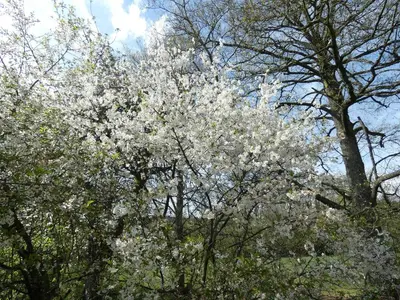 Jardin de l'établissement Au val des meuris