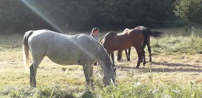 Animaux dans le B&B/chambre d'hôtes ou à proximité