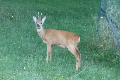 Animaux dans l'appartement ou à proximité