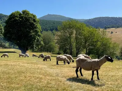 Animaux dans la maison de vacances ou à proximité