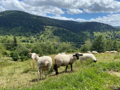 Animaux dans le chalet ou à proximité