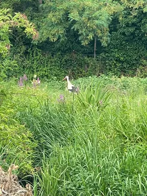 Jardin de l'établissement Gîte Centre Alsace proche d’Europa Park