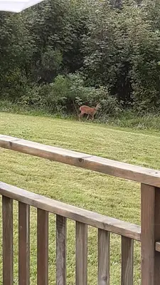 Animaux dans l'appartement ou à proximité