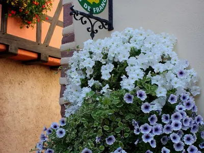 Jardin de l'établissement Maison Alsacienne Historique avec Parking à Ammerschwihr - FR-1-744-23