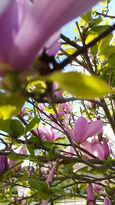 Jardin de l'établissement Le Stadl Vosges