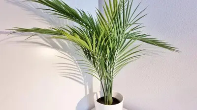 Plan de l'établissement Chez JM - Calme - Chic - Fibre - Relax BNB