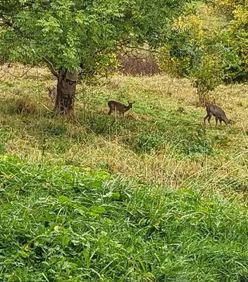 Animaux dans l'appartement ou à proximité