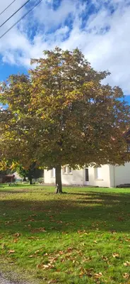 Plan de l'établissement Magnifique appartement le marronnier