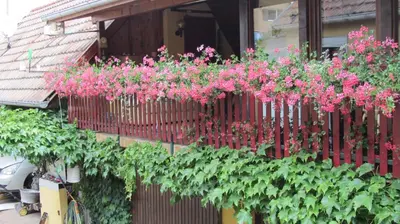 Jardin de l'établissement Gîte du Vignoble