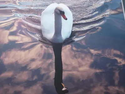 Animaux dans l'appartement ou à proximité