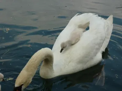 Animaux dans l'appartement ou à proximité