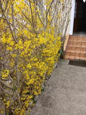 Jardin de l'établissement Liberation
