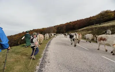 Animaux dans la maison d'hôtes ou à proximité