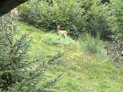 Animaux dans le B&B/chambre d'hôtes ou à proximité