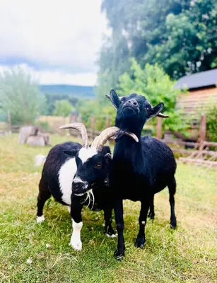 Animaux dans le B&B/chambre d'hôtes ou à proximité