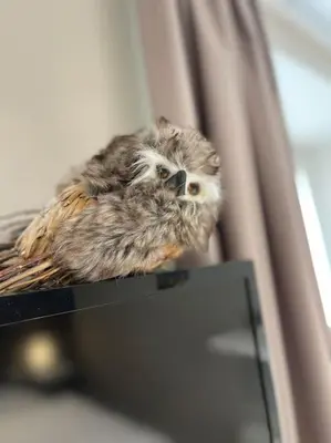 Animaux dans l'appartement ou à proximité