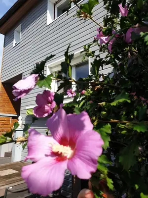 Jardin de l'établissement Happiness Cottage
