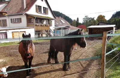 Animaux dans l'appartement ou à proximité
