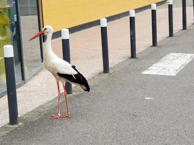 Animaux dans l'appartement ou à proximité