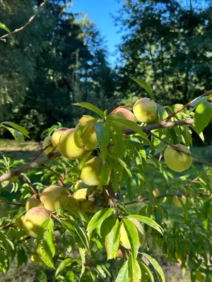 Jardin de l'établissement Gite