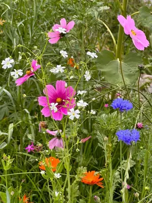 Jardin de l'établissement Gite