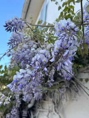 Jardin de l'établissement Logis des pinces maillées