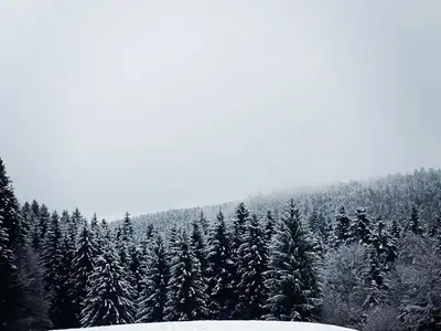 L'établissement Cosy gîte dans les Vosges, terrasse privative, idéal randonnées - FR-1-589-643 en hiver