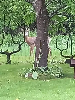 Animaux dans le B&B/chambre d'hôtes ou à proximité