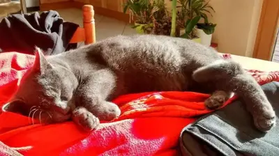 Animal ou animaux domestique(s) séjournant avec des clients dans l'établissement chez Marie et Eric