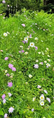 Jardin de l'établissement GITE LA HOUBETTE VUE MAGNIFIQUE - Nature