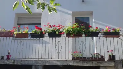 Jardin de l'établissement Gite le figuier de l'ill