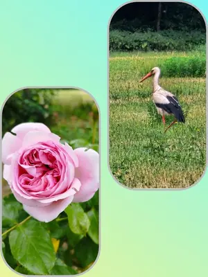 Animaux dans le B&B/chambre d'hôtes ou à proximité