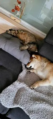Animal ou animaux domestique(s) séjournant avec des clients dans l'établissement ~ Parenthèse bucolique ~