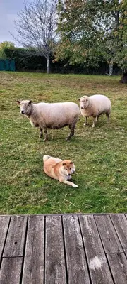 Animaux dans le B&B/chambre d'hôtes ou à proximité