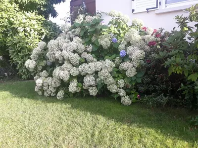 Jardin de l'établissement Les Hortensias
