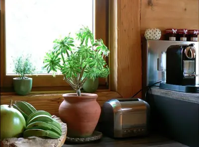 Cuisine ou kitchenette dans l'établissement Datchas Lodges
