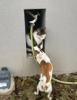 Animal ou animaux domestique(s) séjournant avec des clients dans l'établissement Appartement proche centre Colmar parking public gratuit