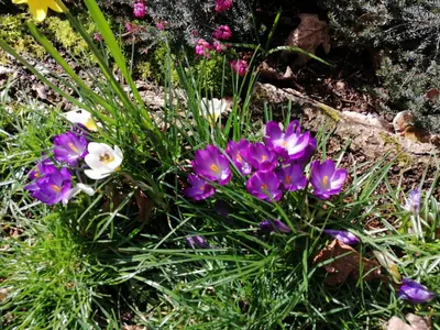 Jardin de l'établissement Cabanon