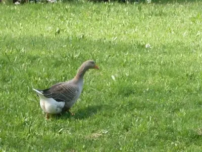 Animaux dans la maison de vacances ou à proximité