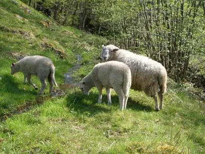 Animaux dans le chalet ou à proximité