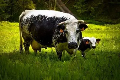 Animaux dans la maison d'hôtes ou à proximité