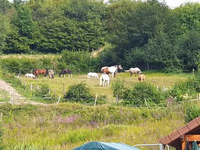 Animaux dans la maison de vacances ou à proximité