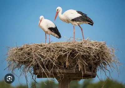 Animaux dans l'appartement ou à proximité