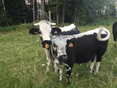 Animaux dans la maison de vacances ou à proximité