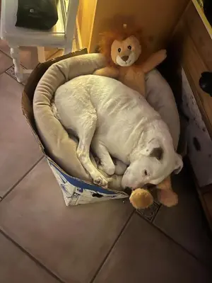Animal ou animaux domestique(s) séjournant avec des clients dans l'établissement LA MAISON D'ULYSSE spa et détente